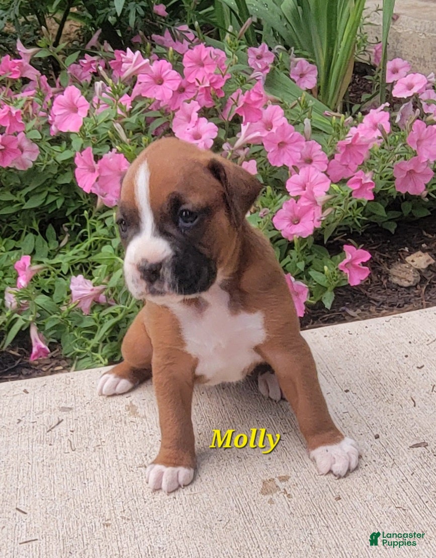 Boxer dogs Molly - Ad 1