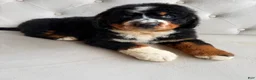 Bernedoodle dogs for sale: Banner - Ad 2