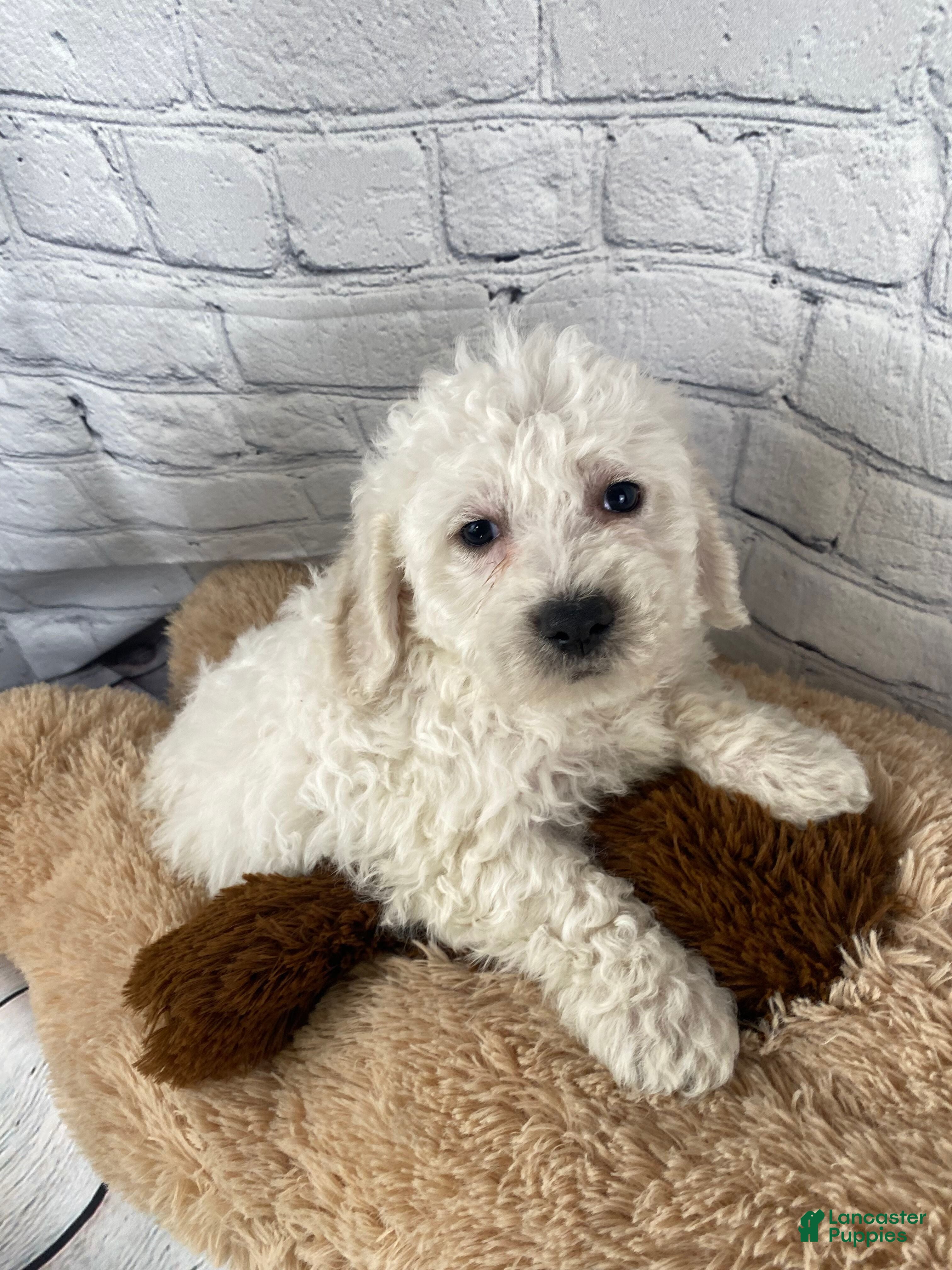 Bichon Frise dogs Cash - Ad 2