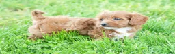 Cavapoo dogs for sale: Natasha - Ad 4