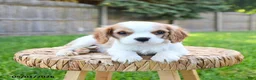Cavalier King Charles Spaniel dogs for sale: Alex - Ad 4
