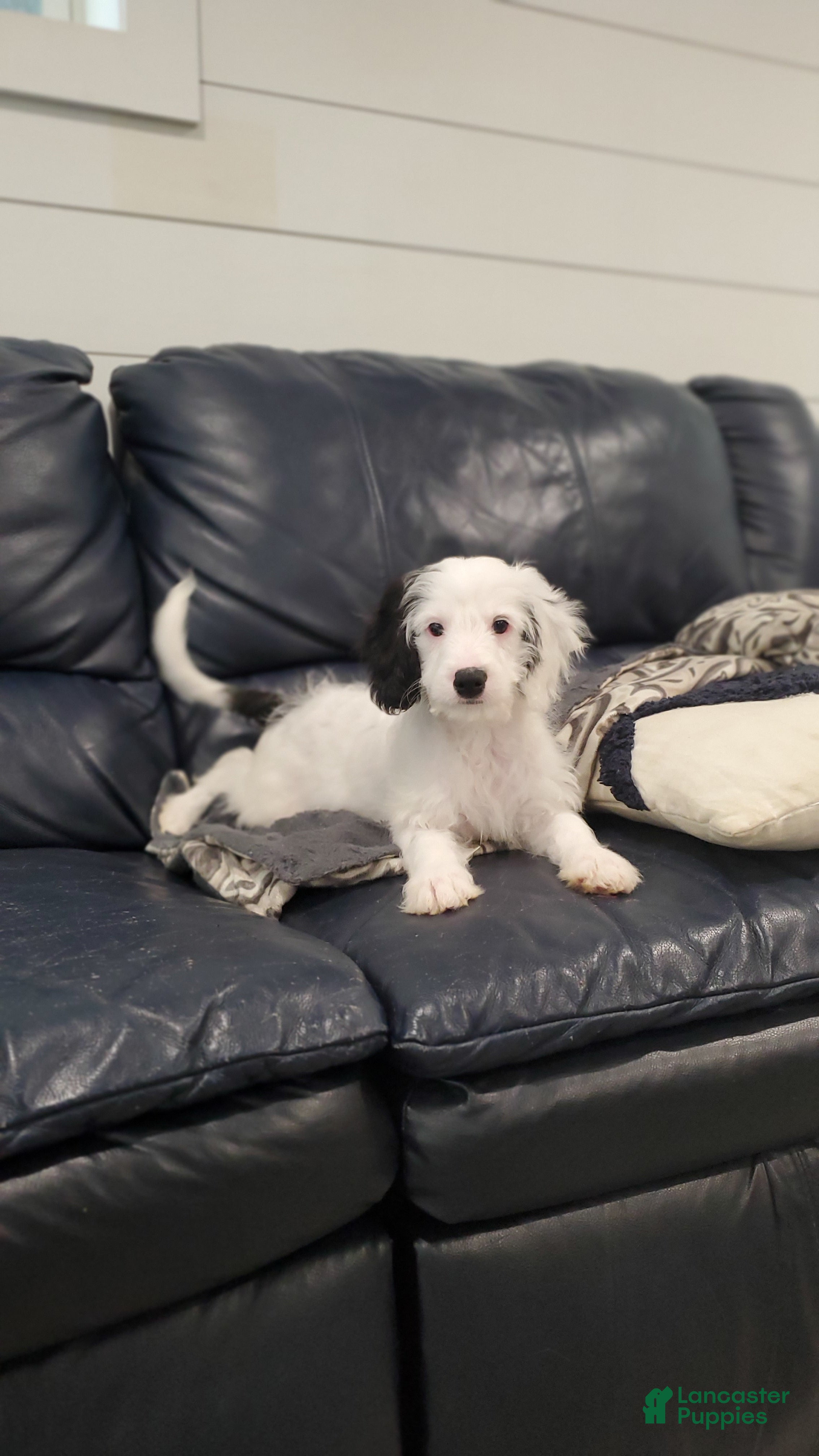 Cavapoo dogs Oreo - Ad 11
