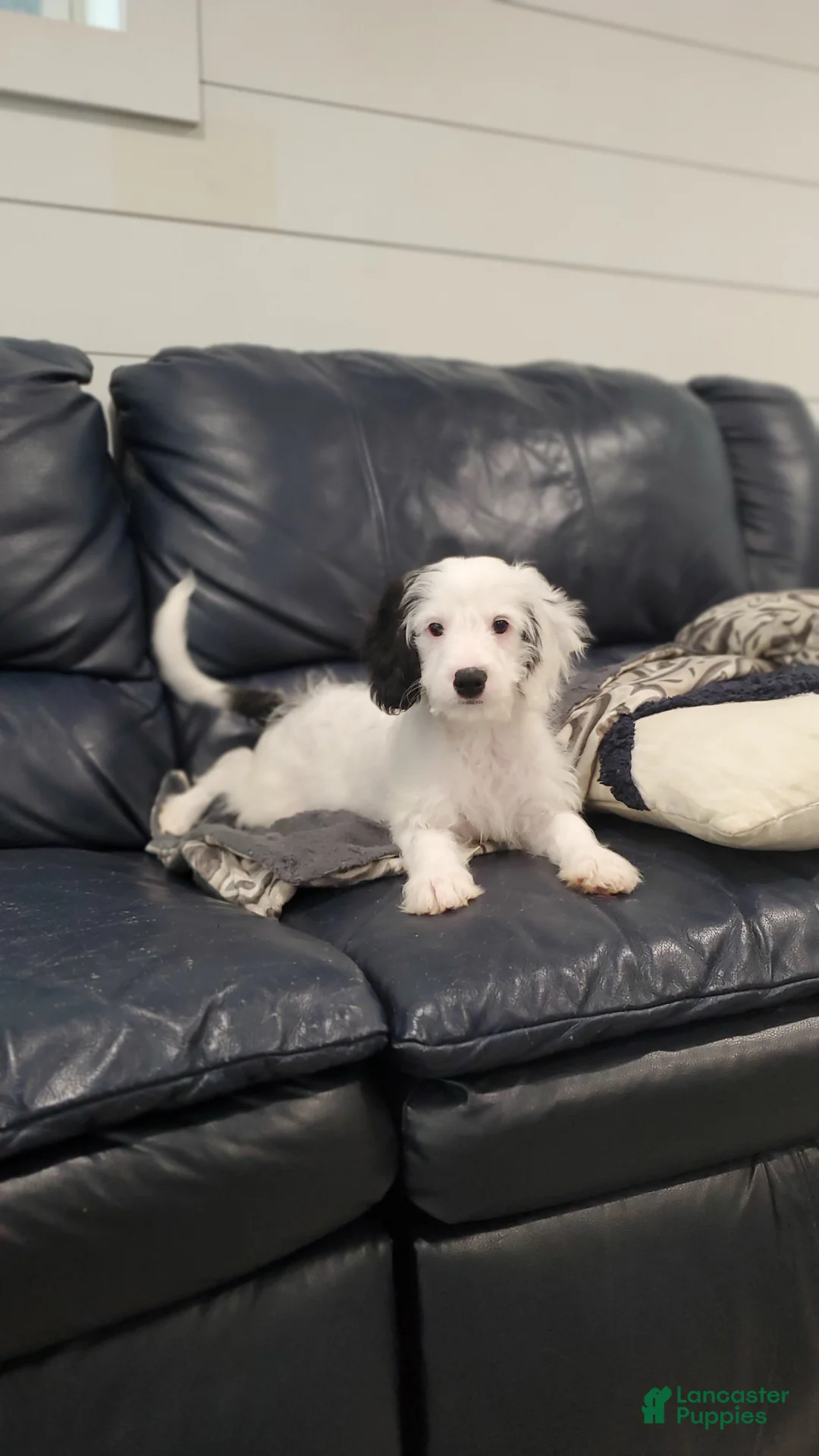 Cavapoo dogs for sale: Oreo - Ad 1