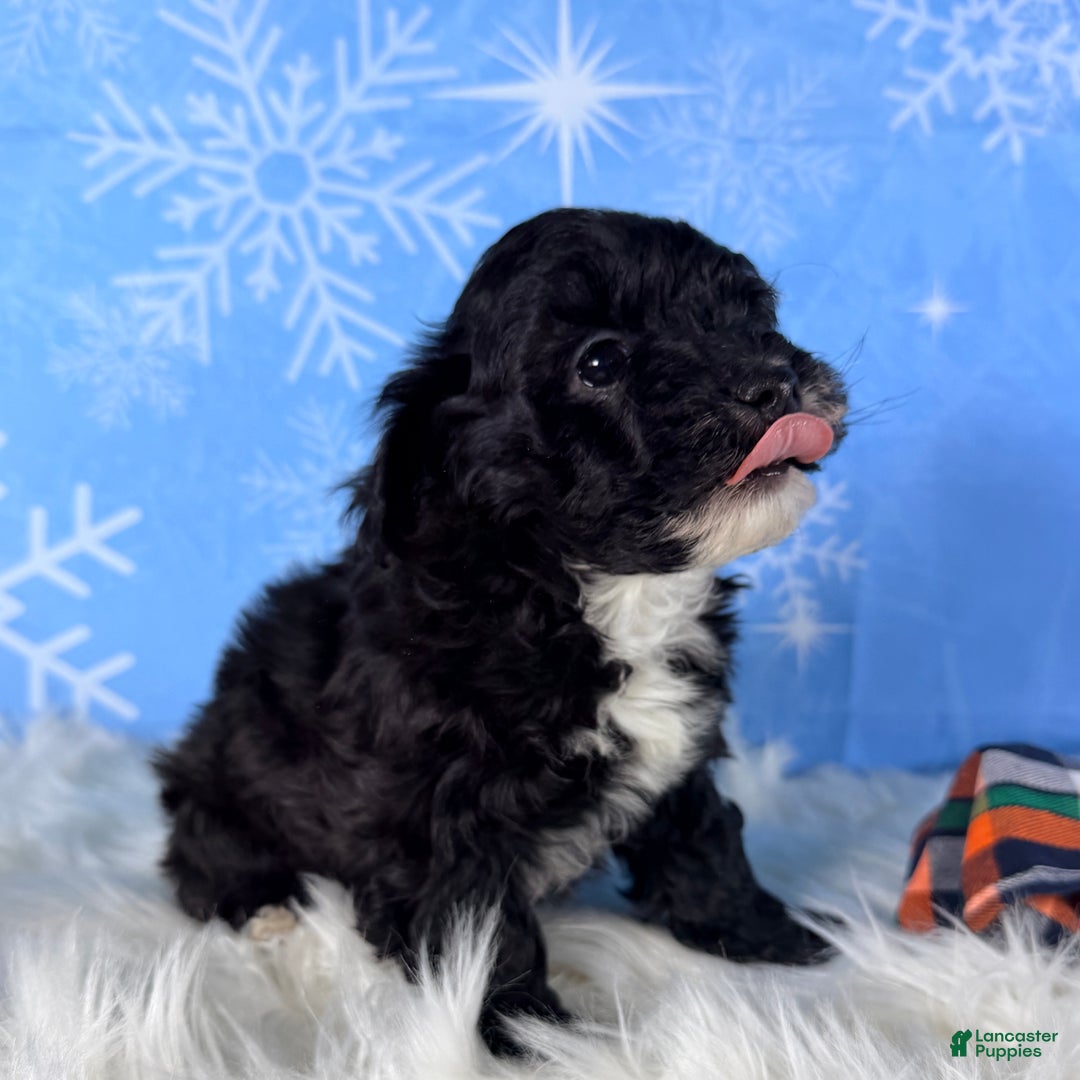 Yorkiepoo dogs for sale: Bailey - Ad 3