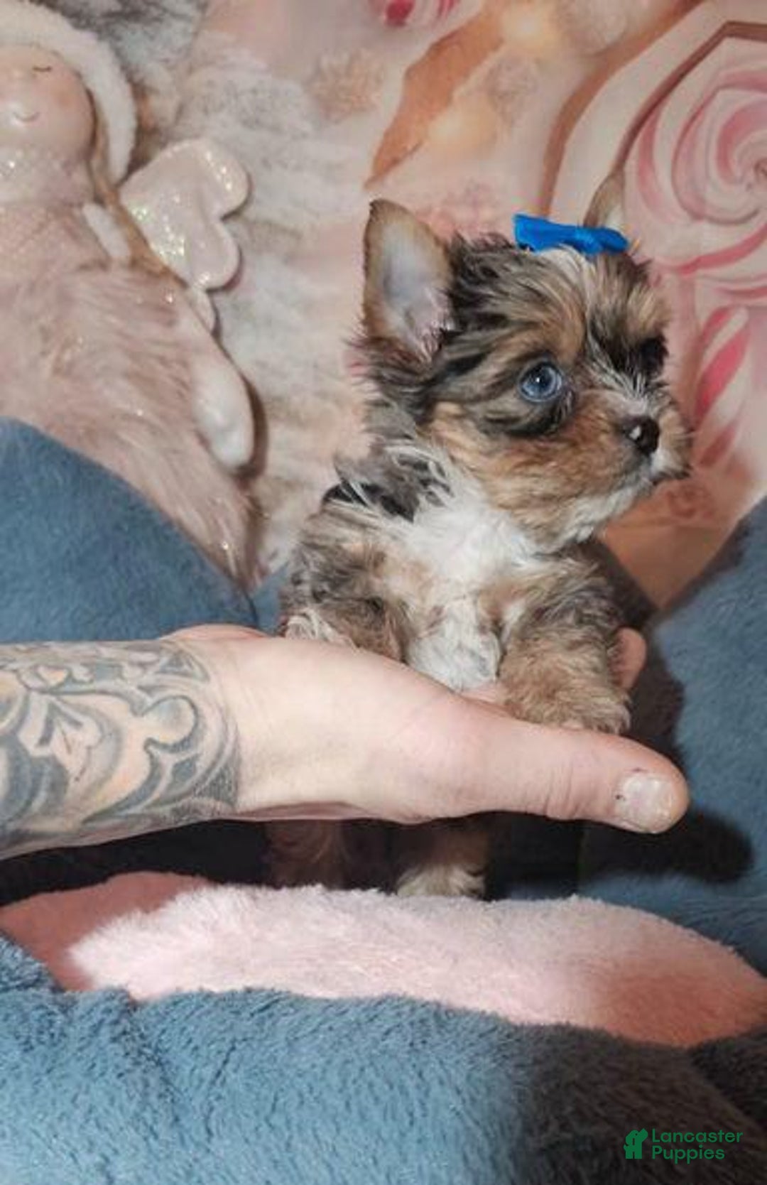 Yorkshire Terrier dogs for sale: Calvin - Ad 4