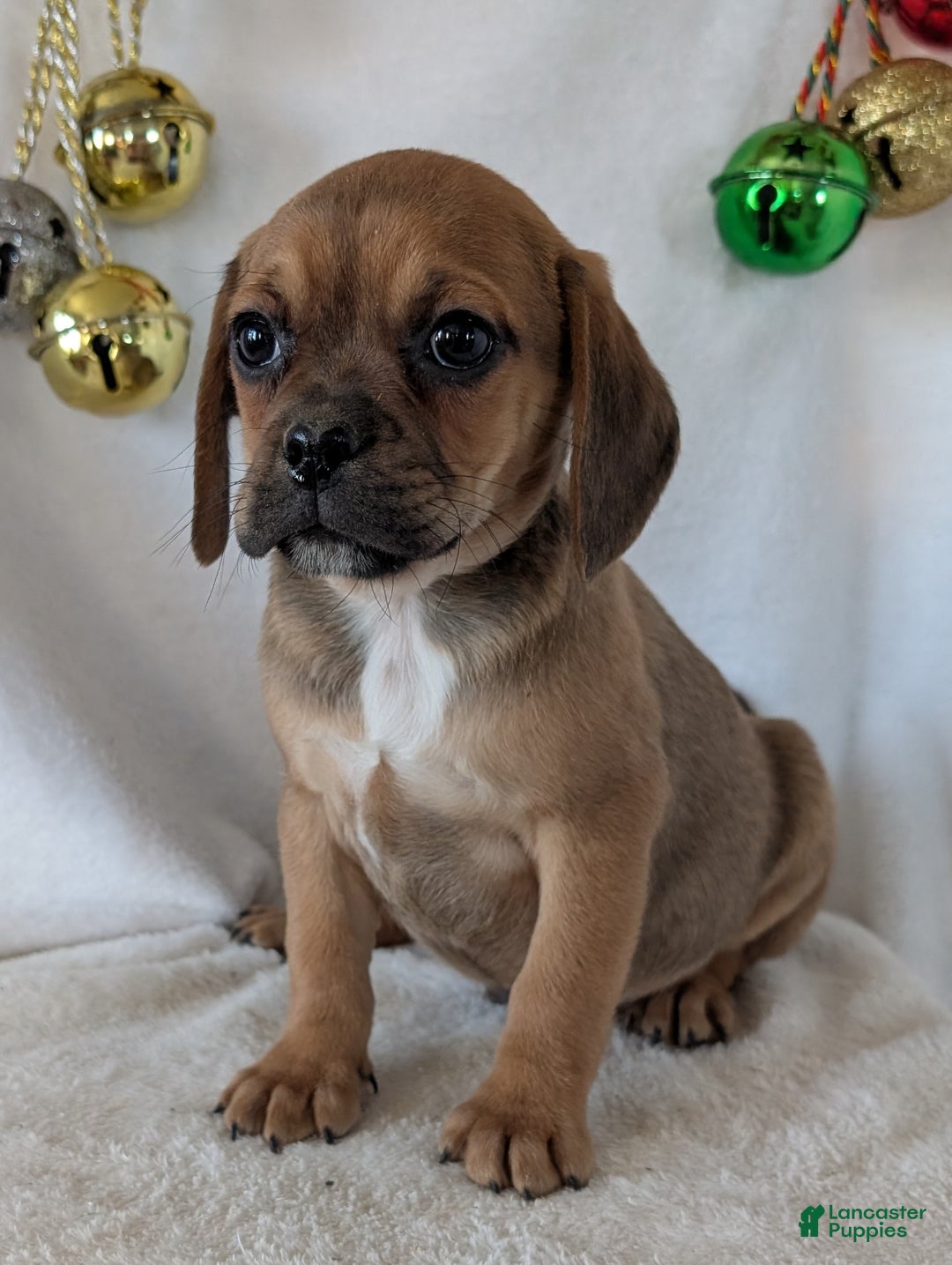 Puggle dogs for sale: Buddy  - Ad 2