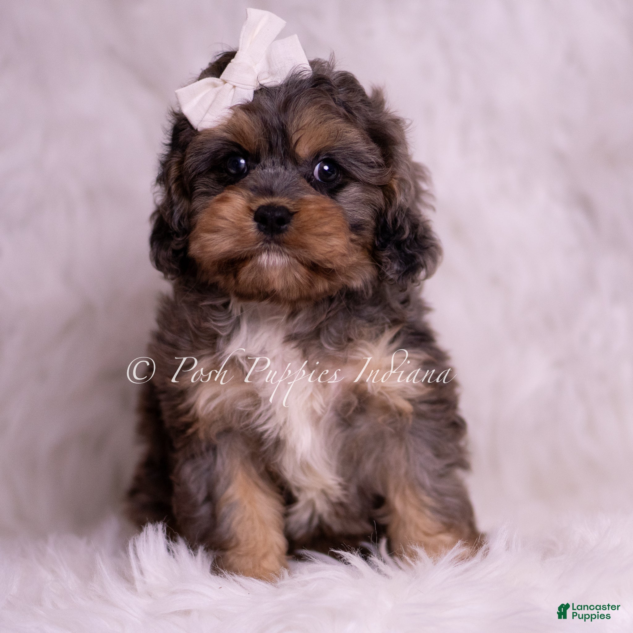 Cavapoo dogs Sailor - Ad 30
