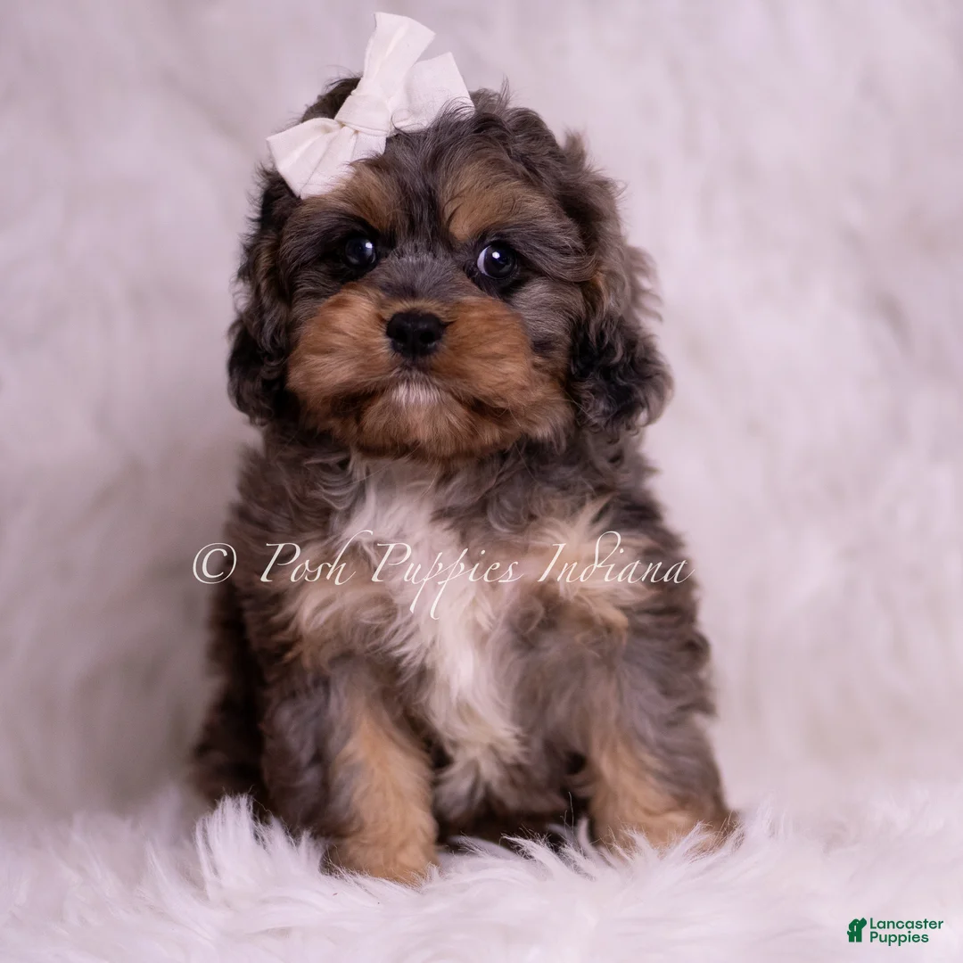 Cavapoo dogs for sale: Sailor - Ad 1