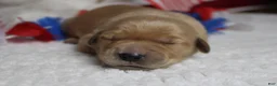 Golden Retriever dogs for sale: Bagel  - Ad 13