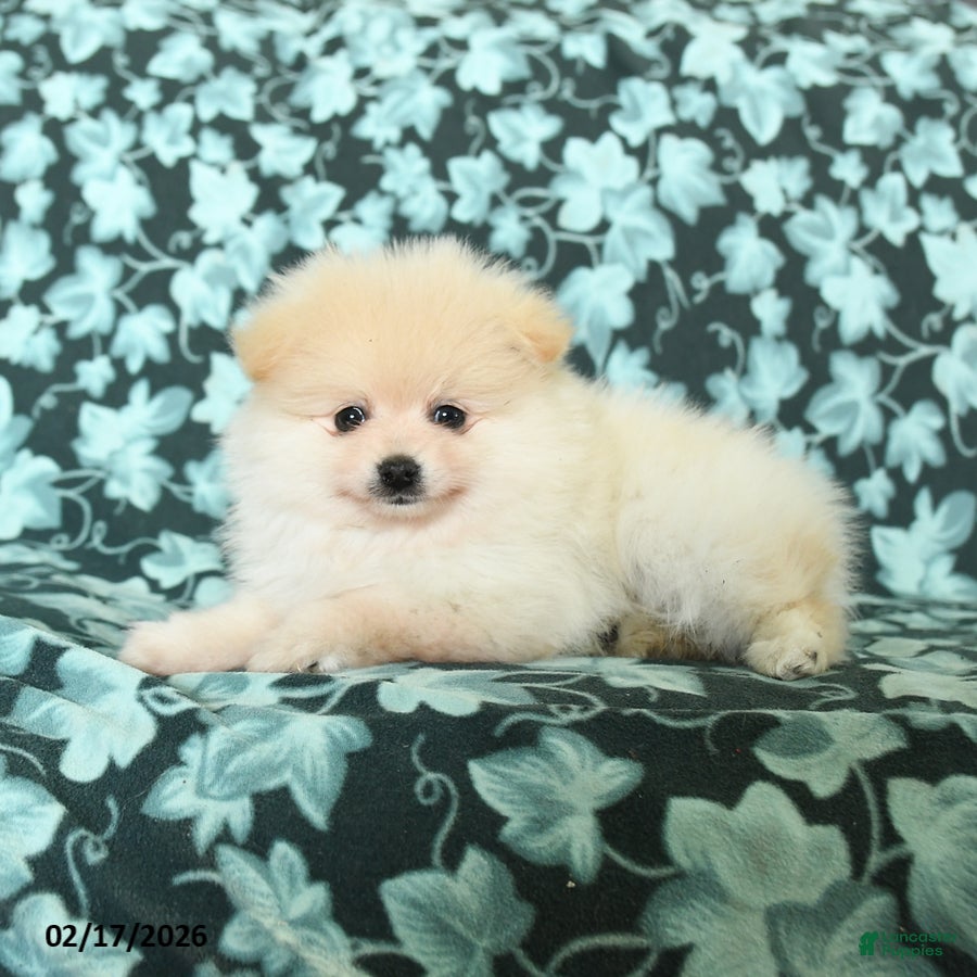 Pomeranian dogs Be Mine - Ad 2
