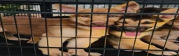 Gerberian Shepsky dogs for sale: Luna  - Ad 1