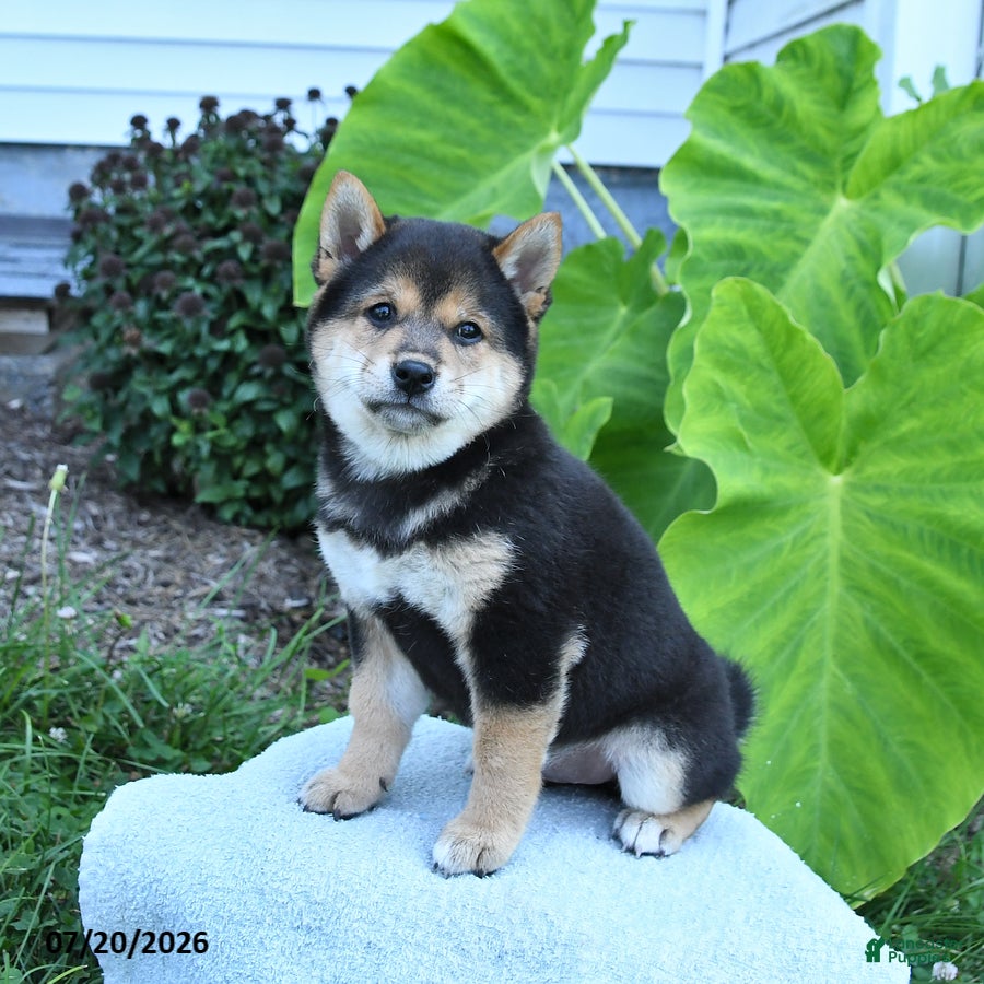 Shiba Inu dogs Freddi - Ad 1