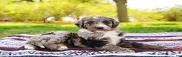 Aussiedoodle dogs for sale: Monty Standard - Ad 6