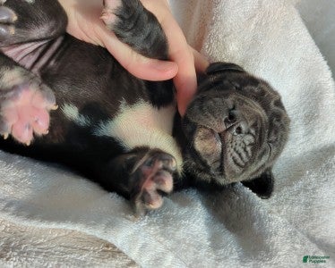 Great Dane dogs Juniper - Ad 2