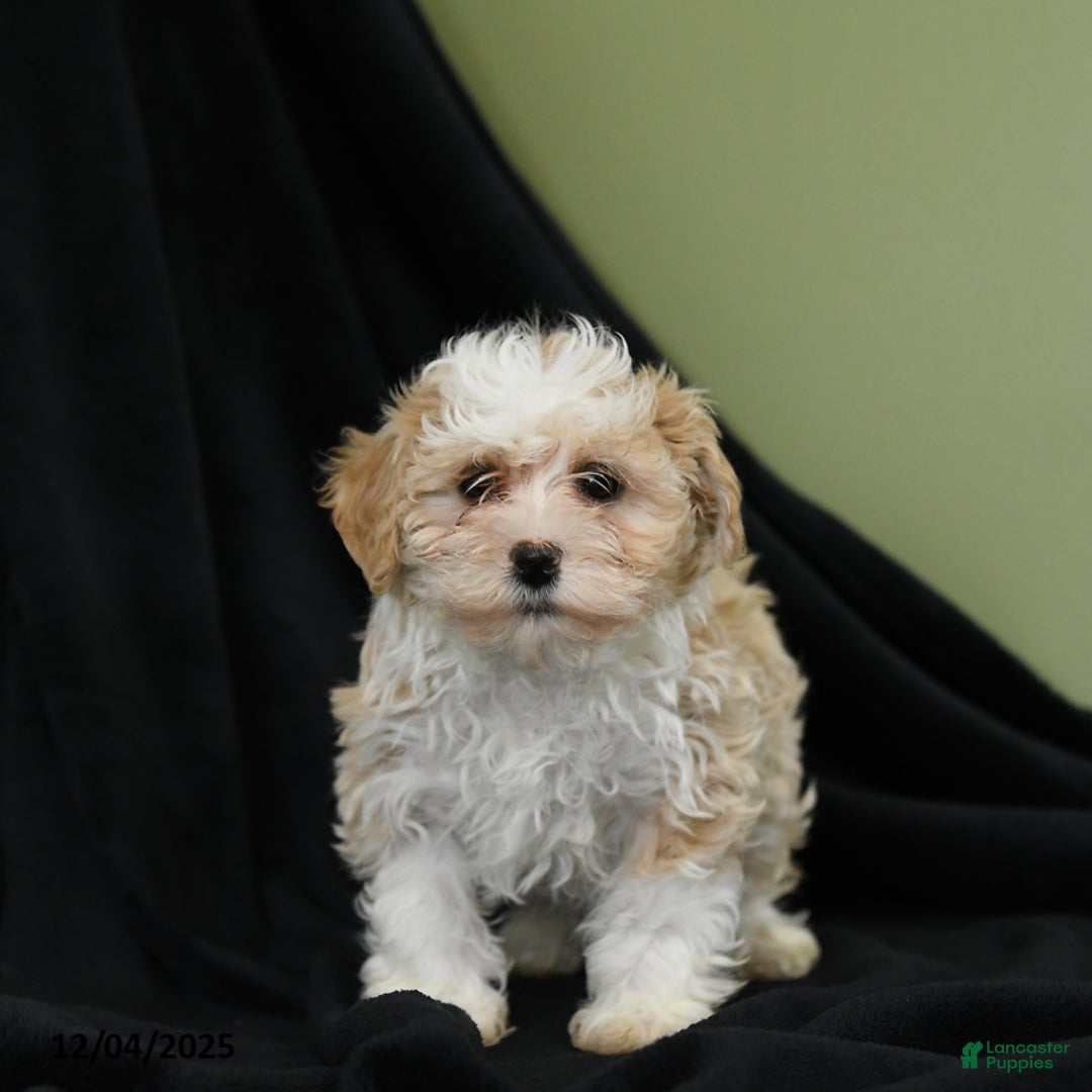 Havanese dogs for sale: Dena - Ad 3