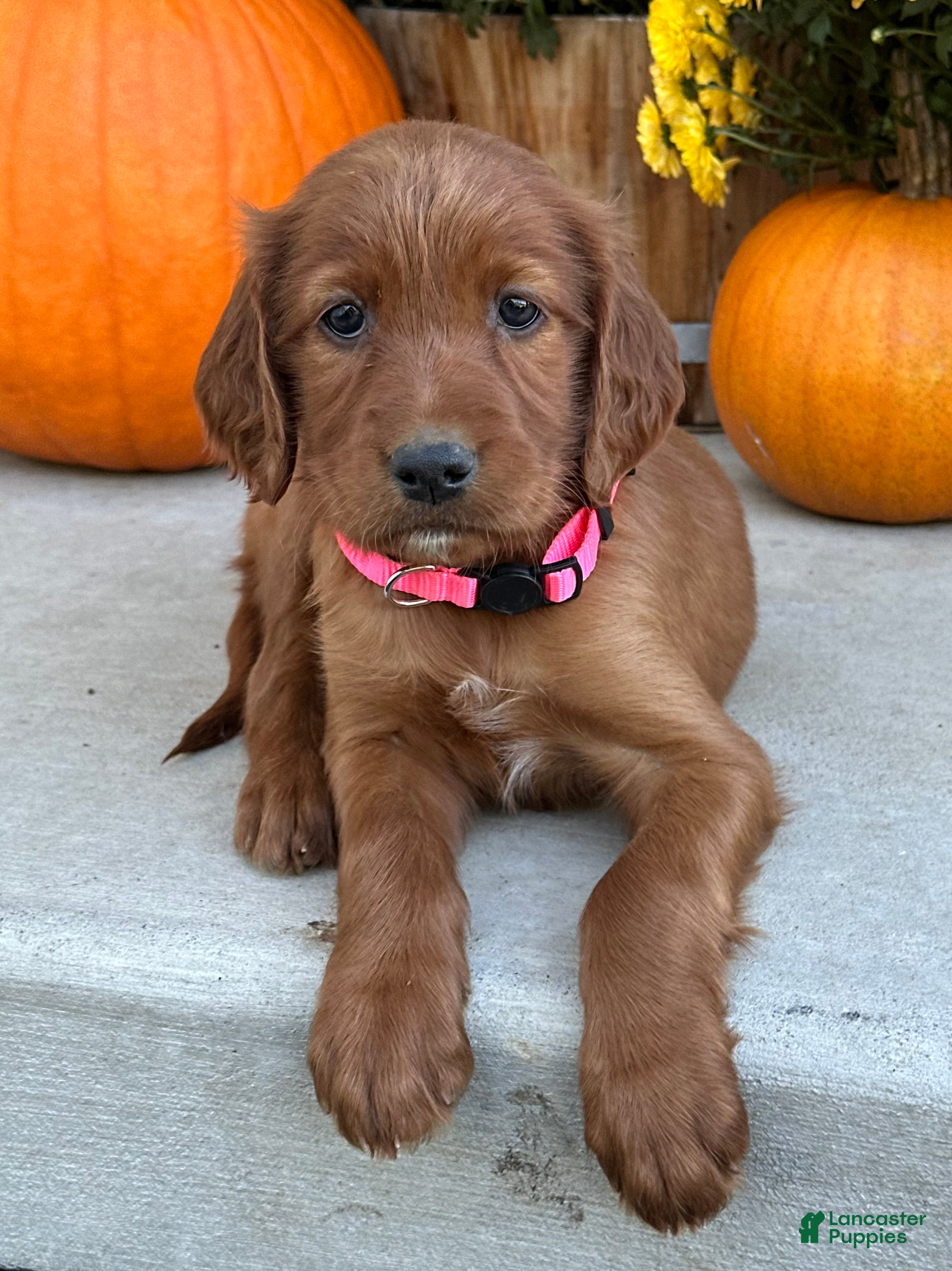 Irish Setter dogs Sadie - Ad 2