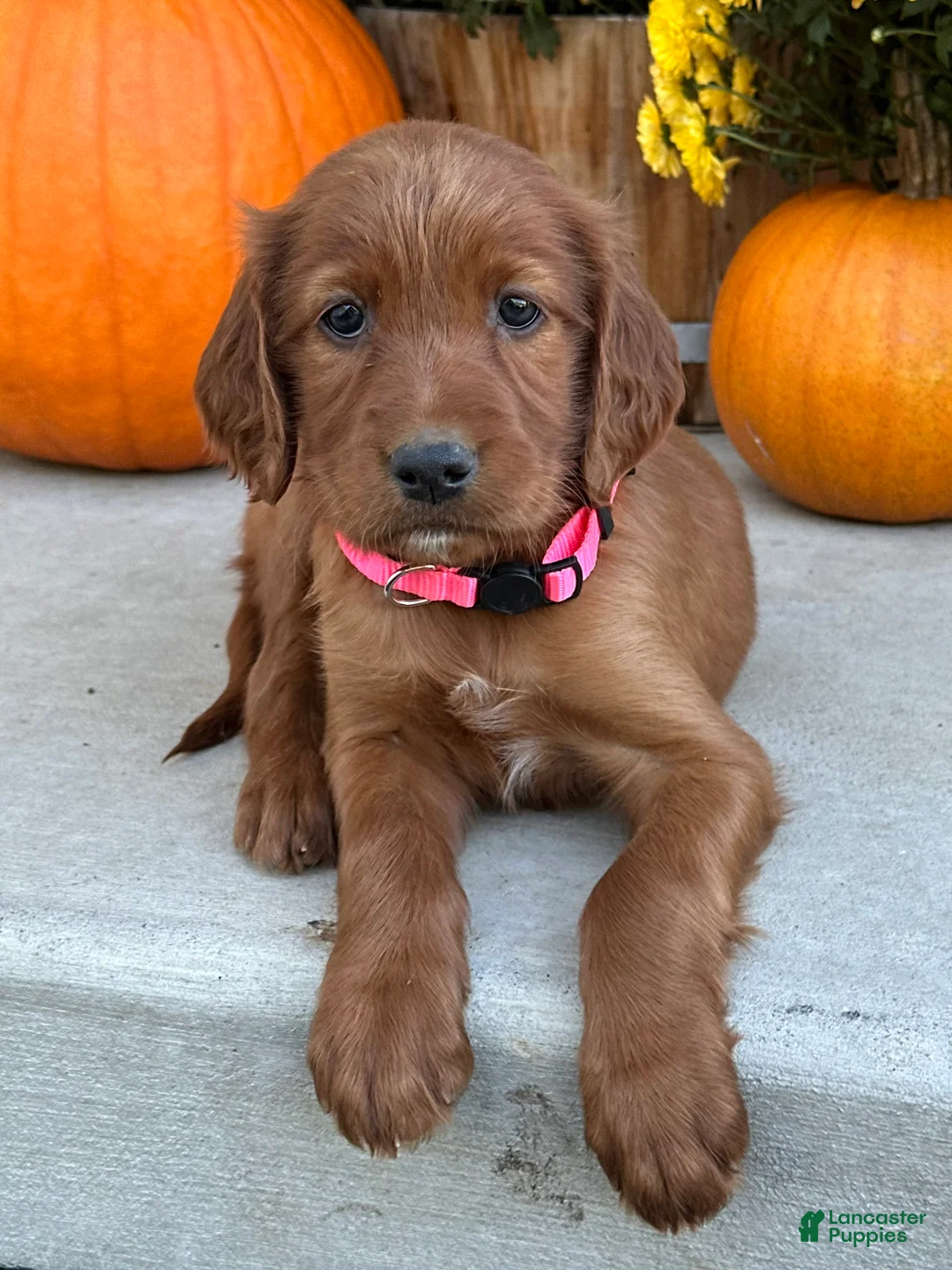 Irish Setter dogs for sale: Sadie - Ad 2
