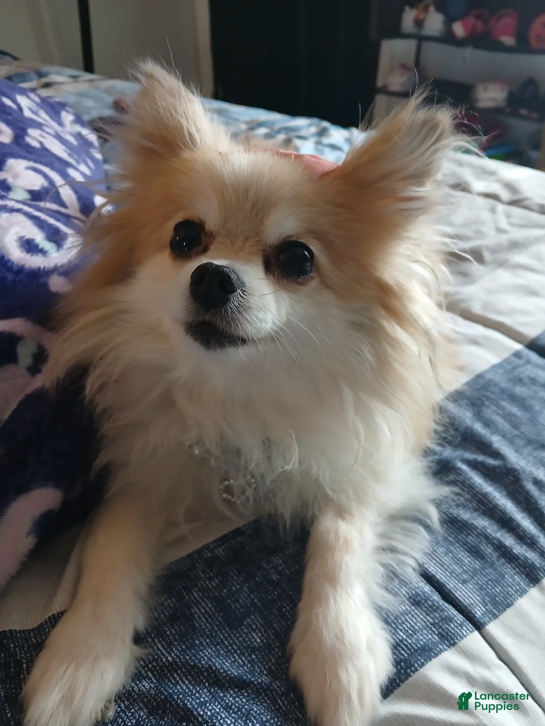 Pomeranian dogs for sale: Meet Teacup Pomeranian Ladybug 13 yrs - Ad 1