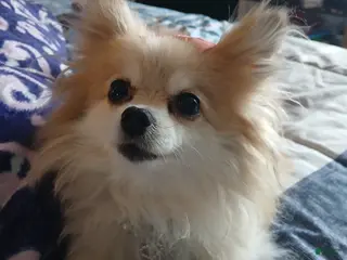 Pomeranian dogs for sale: Meet Teacup Pomeranian Ladybug 13 yrs - Ad 2