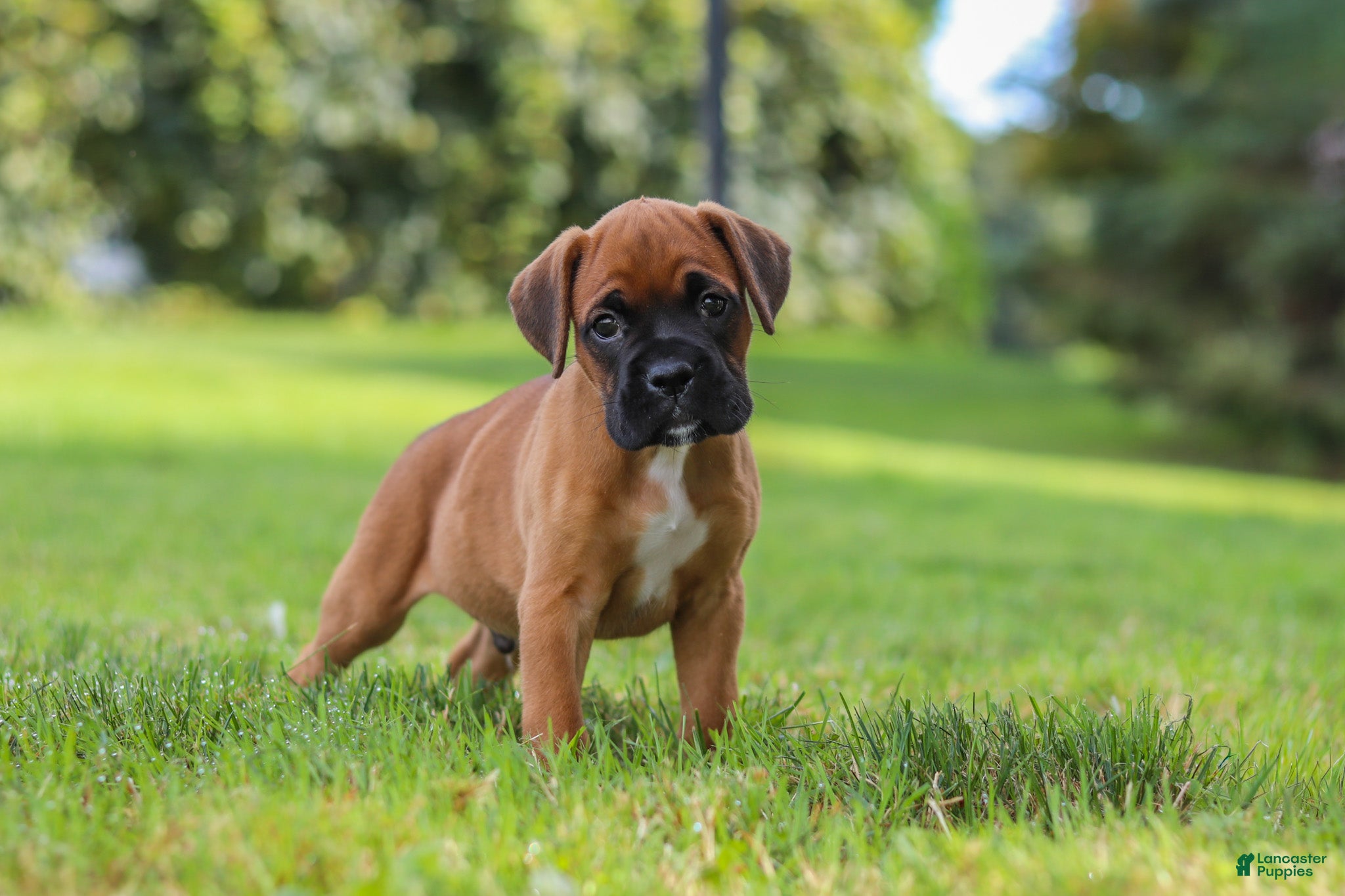 Boxer dogs Russell - Ad 1