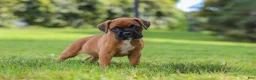 Boxer dogs for sale: Russell - Ad 1