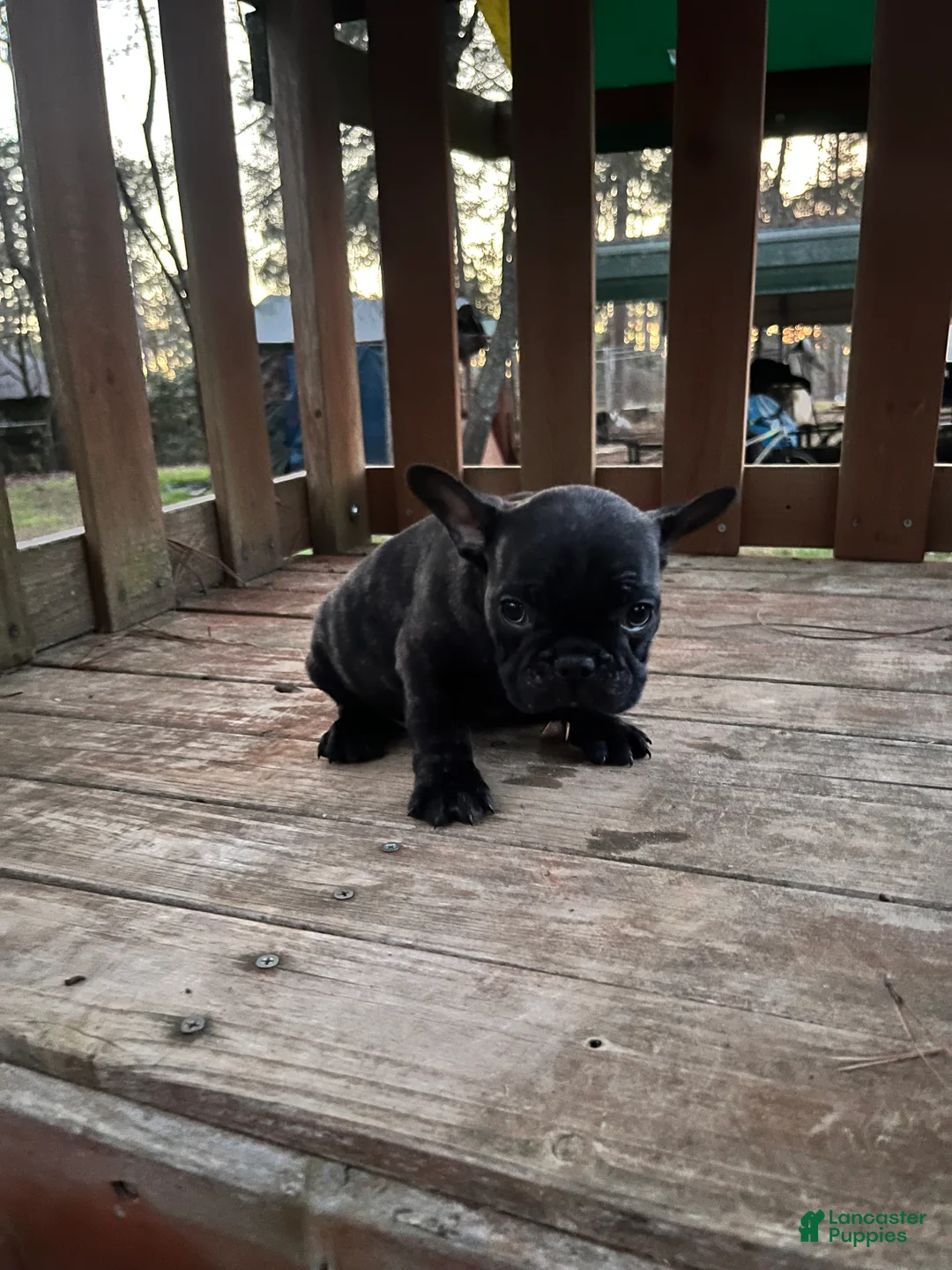 French Bulldog dogs for sale: French Bulldog Puppy 1 - Ad 2