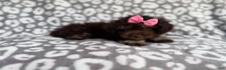 Cockapoo dogs for sale: Sloan - Ad 9