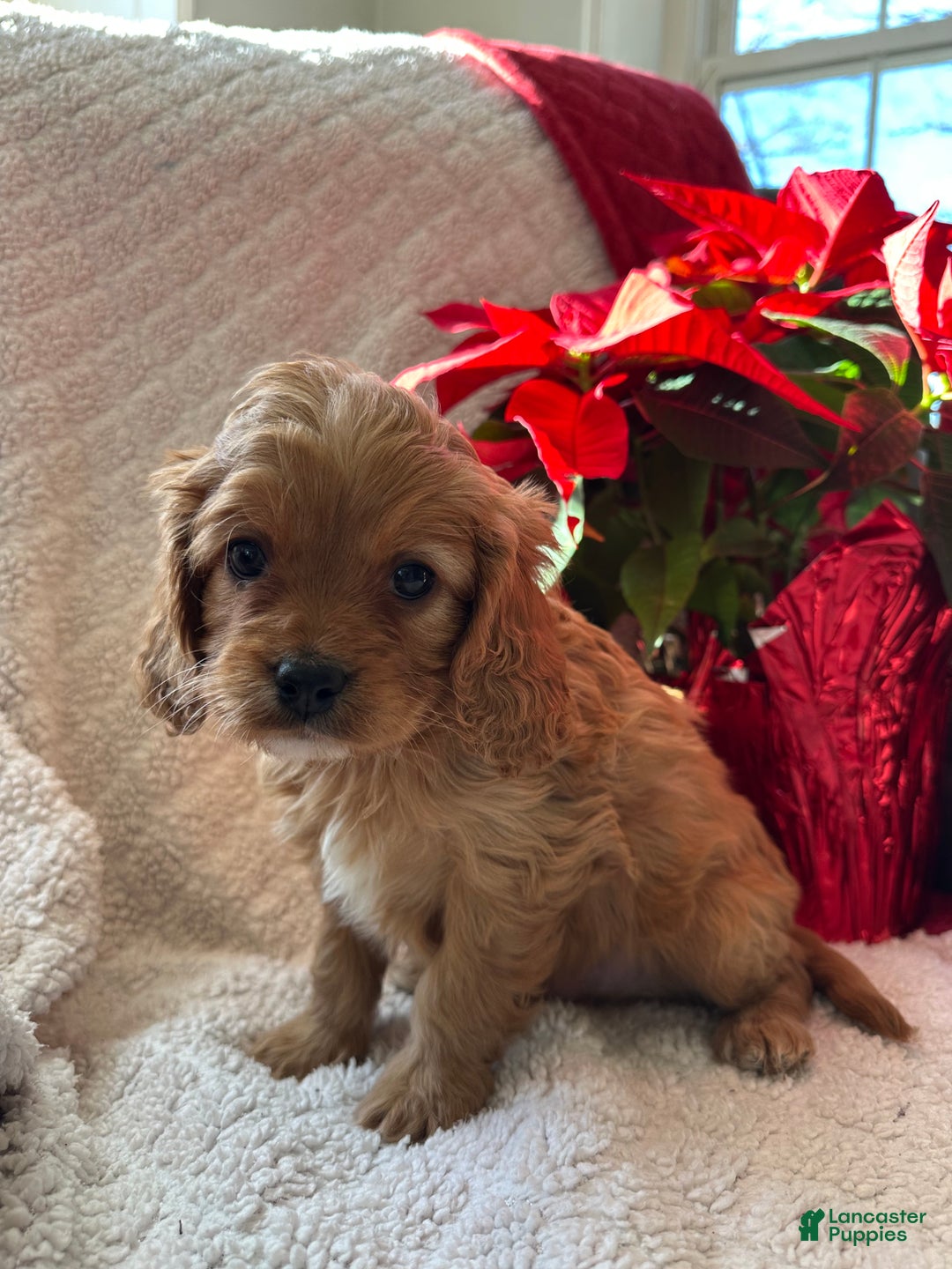 Cavapoo dogs for sale: Archie - Ad 2