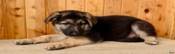 German Shepherd dogs for sale: Pippa - Ad 9