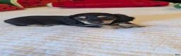 Miniature Dachshund dogs for sale: Pinocchio - Ad 7
