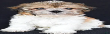 Chip