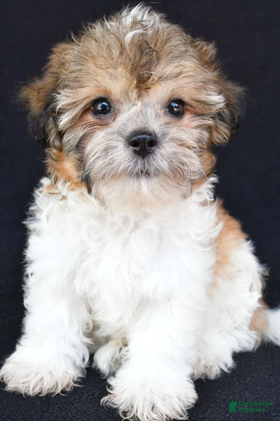 Teddy Bear dogs for sale: Chip - Ad 1
