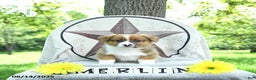 Welsh Corgi Pembroke dogs for sale: Merlin - Ad 8
