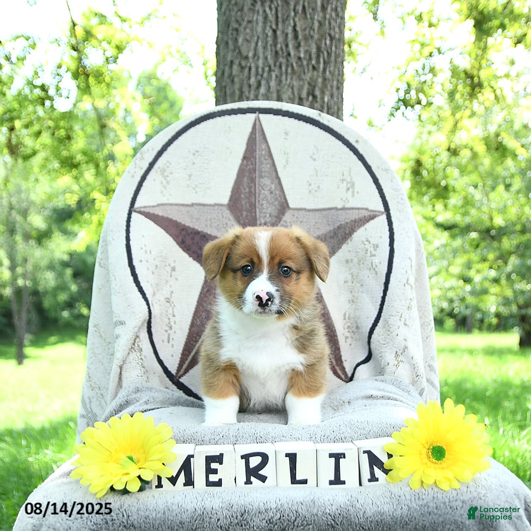 Welsh Corgi Pembroke dogs for sale: Merlin - Ad 8