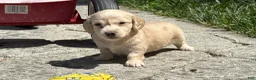Dachshund dogs for sale: Gaylin  - Ad 1