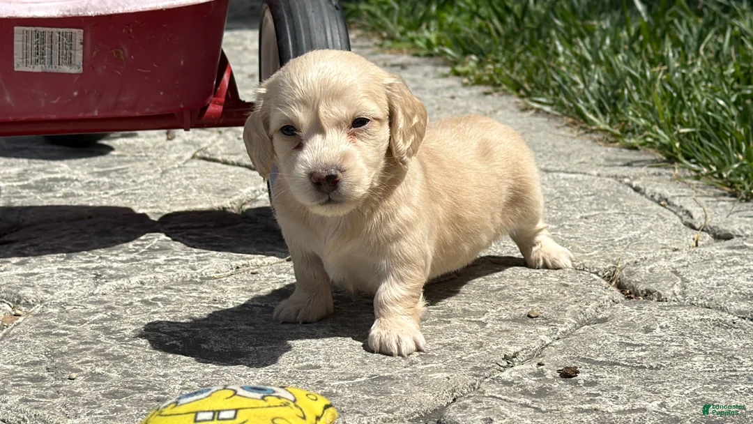 Dachshund dogs for sale: Gaylin  - Ad 1