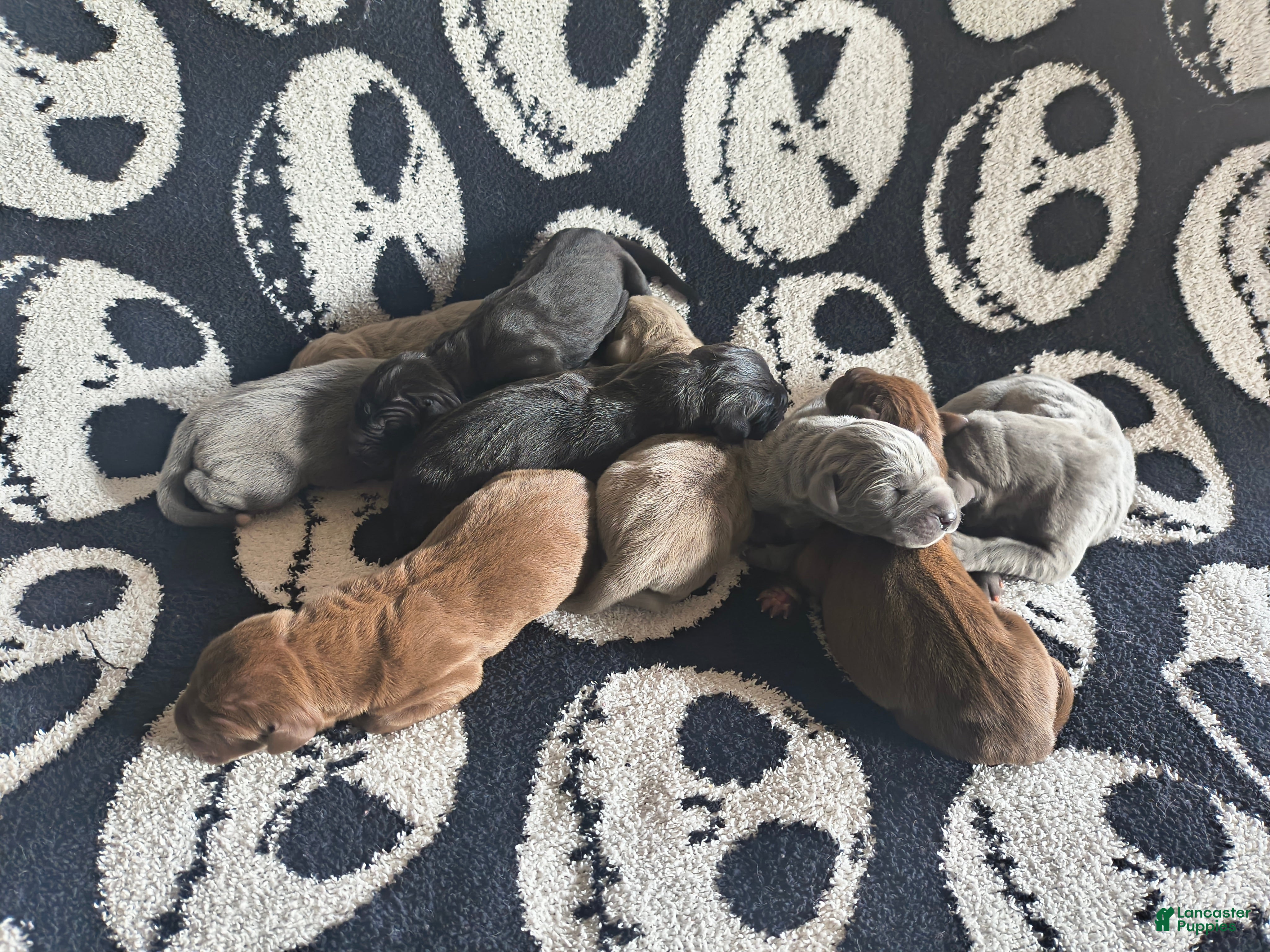Great Dane dogs Dove  - Ad 35