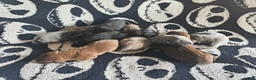 Great Dane dogs for sale: Dove  - Ad 1