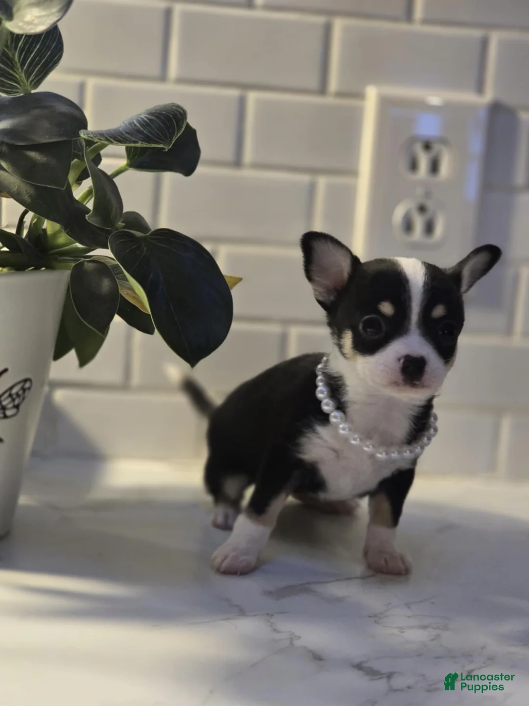 Chihuahua dogs for sale: lucy - Ad 2