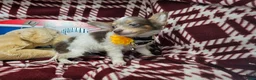 Chihuahua dogs for sale: Ali Babba (long-hair) - Ad 13