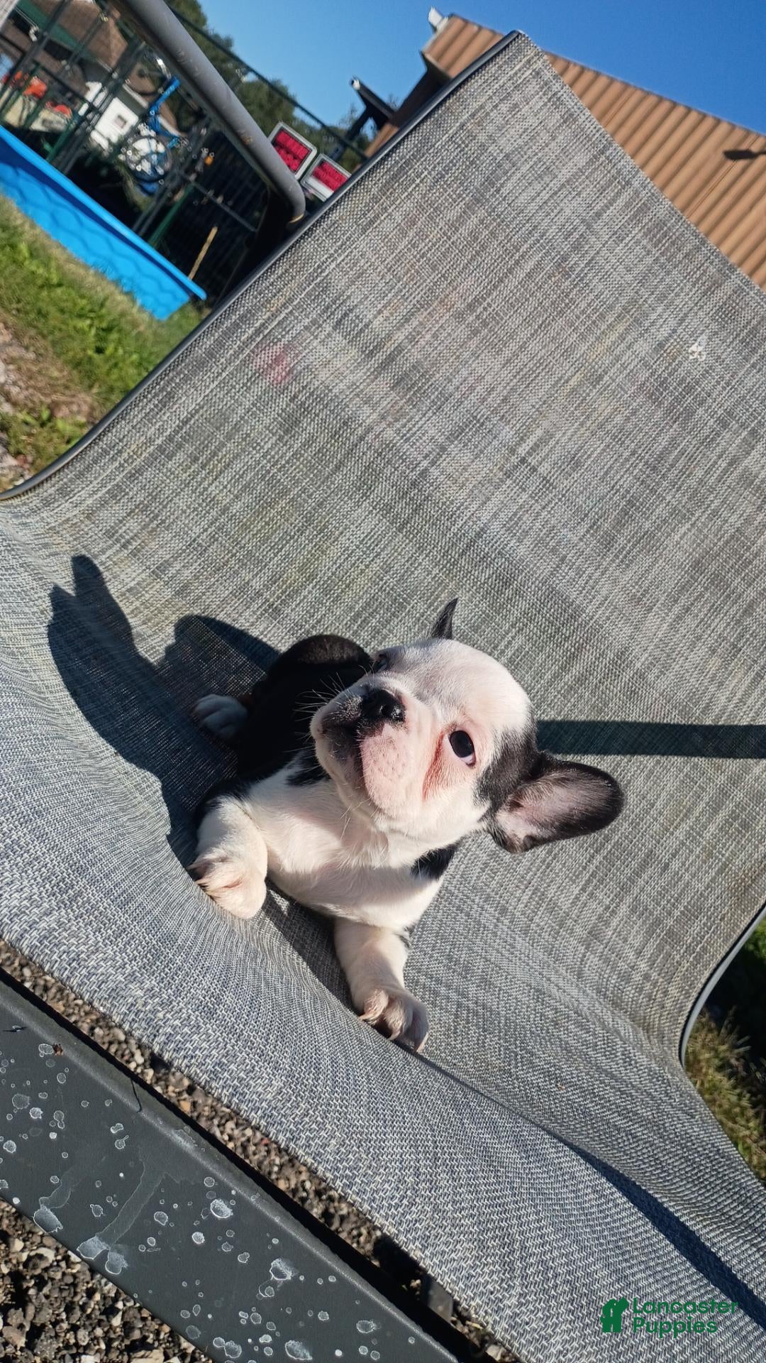 French Bulldog dogs French Bulldog 1 - Ad 2