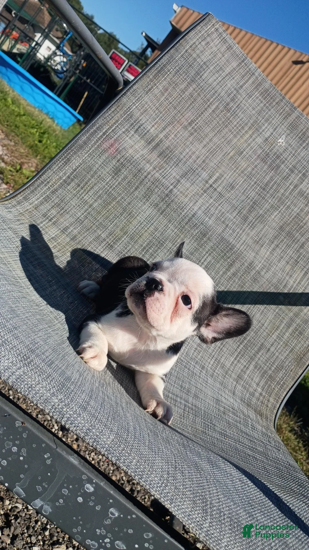 French Bulldog dogs for sale: French Bulldog 1 - Ad 2