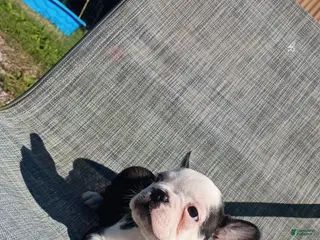 French Bulldog dogs French Bulldog 1 - Ad 2