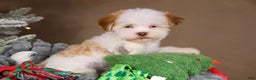 Havanese dogs for sale: Eggnog - Ad 9