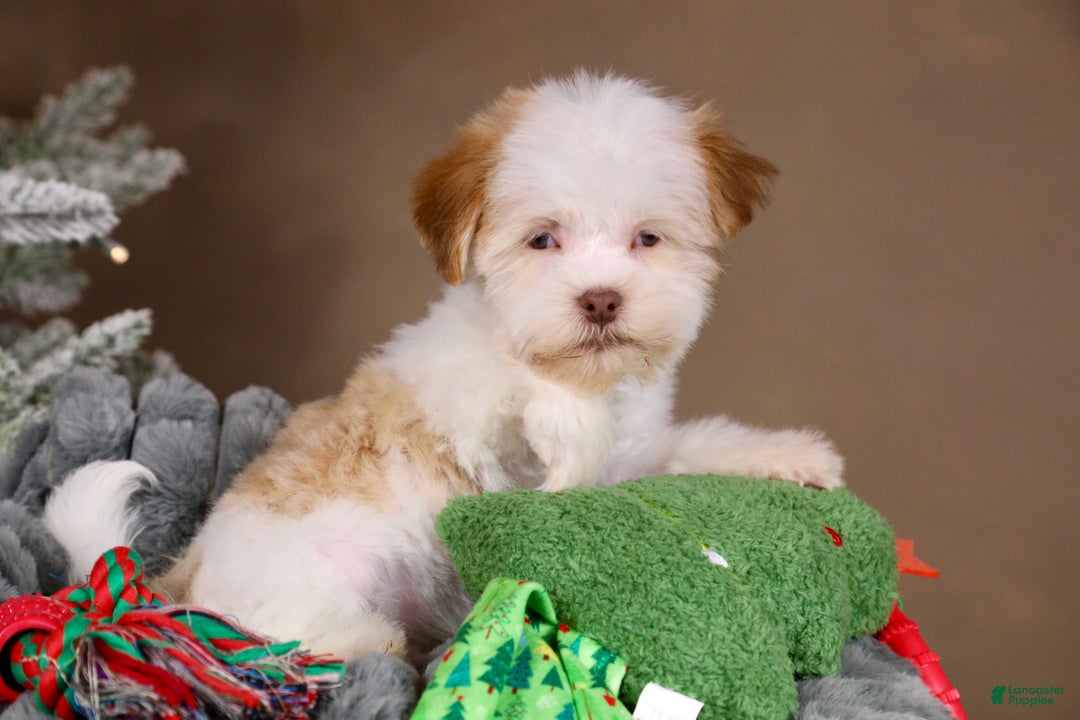 Havanese dogs for sale: Eggnog - Ad 9