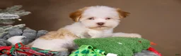 Havanese dogs for sale: Eggnog - Ad 17
