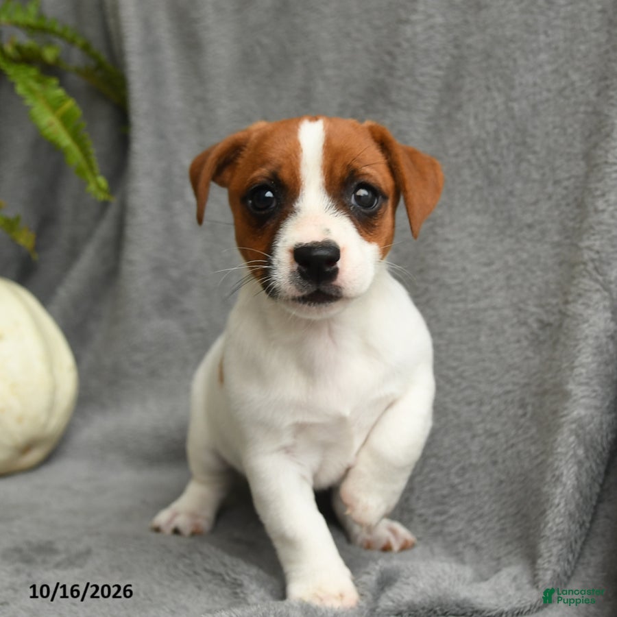 Jack Russell Terrier dogs for sale: Queen Annes Lace - Ad 2
