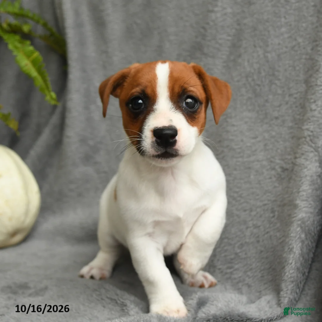 Jack Russell Terrier dogs for sale: Queen Annes Lace - Ad 2