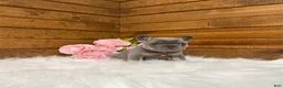 French Bulldog dogs for sale: Violet - Ad 7