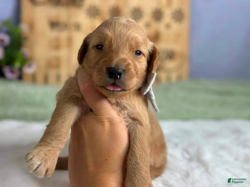 Goldendoodle dogs Wendell - Ad 40